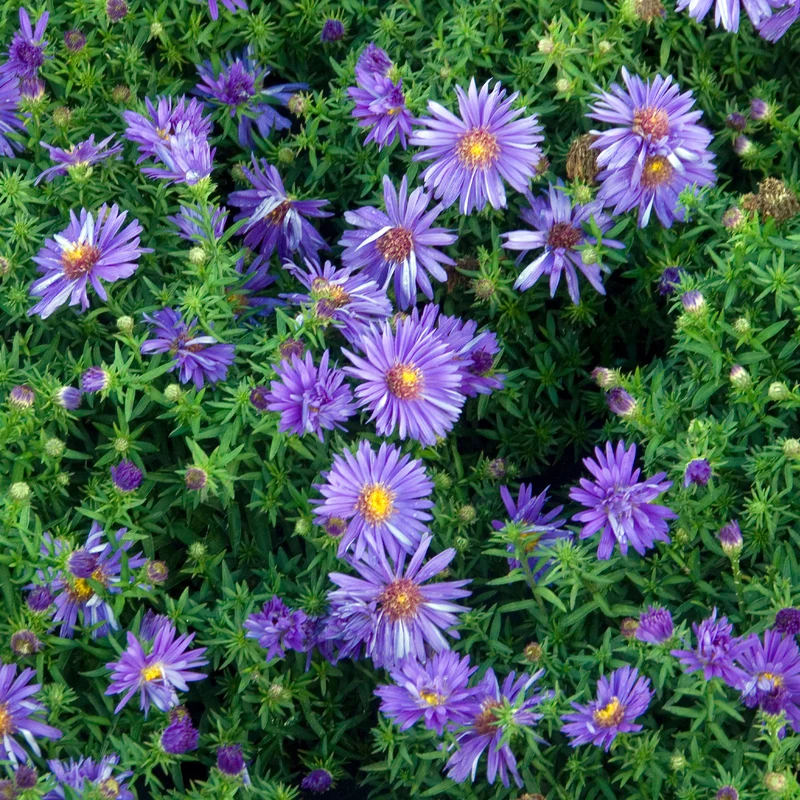 Kissen-Aster 'Augenweide'