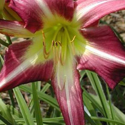 Hemerocallis Lilie eines Tages