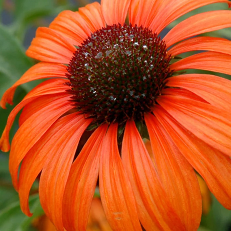 Sonnenhut Tangerine Dream ®