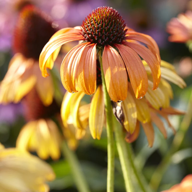 Sonnenhut Tangerine Dream ®