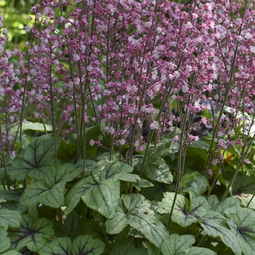 Heucherella ‘Pink Fizz’