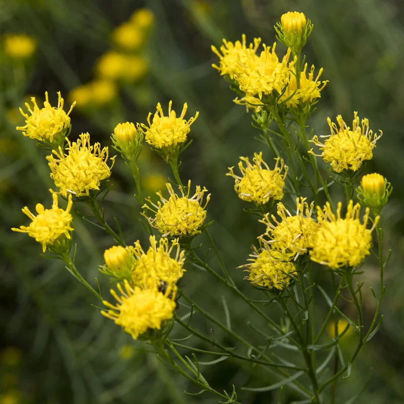 Goldhaar-Aster