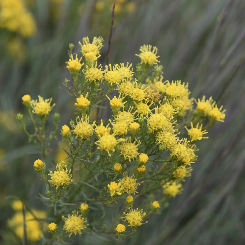 Goldhaar-Aster