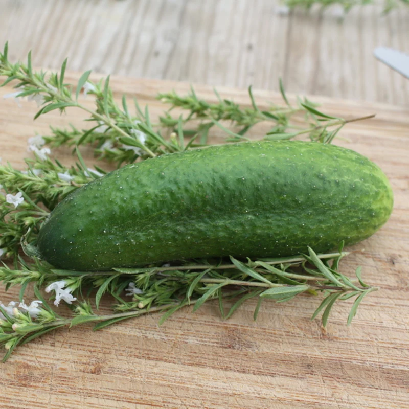 Bio Gartengurke 'Hexennase'