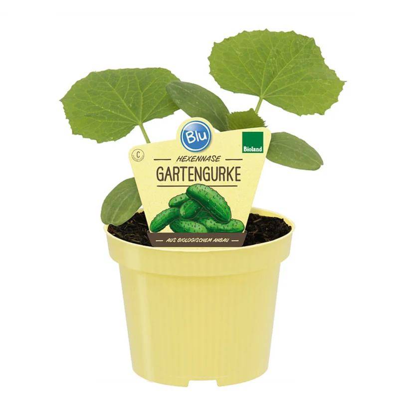 Bio Gartengurke 'Hexennase'