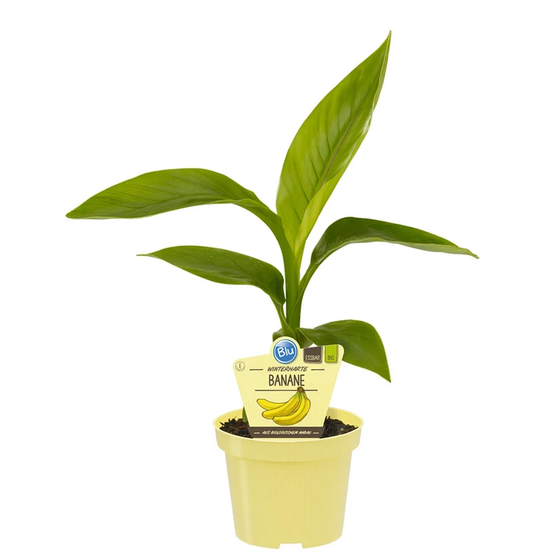 Bio Banane, winterhart