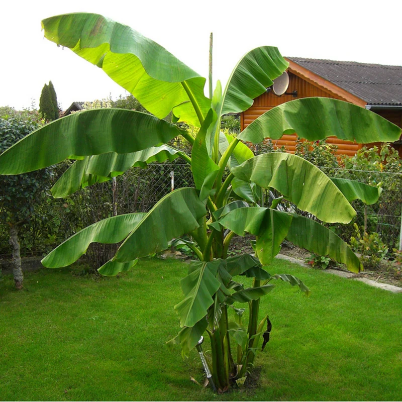 Bio Banane, winterhart