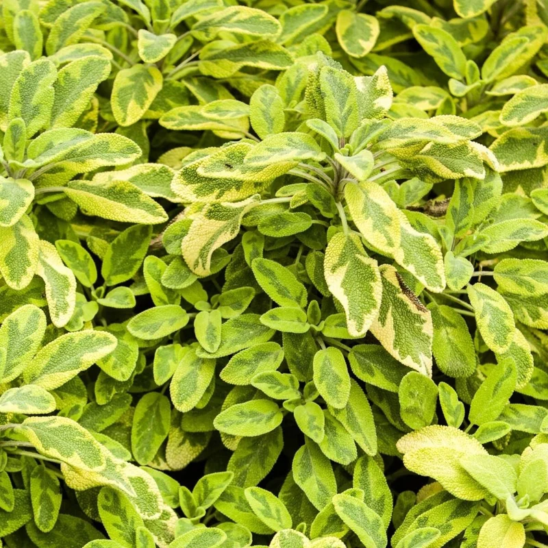 Goldsalbei 'Aurea'