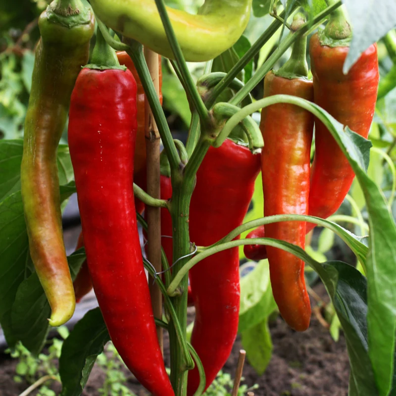 Bio Bullhorn-Chili