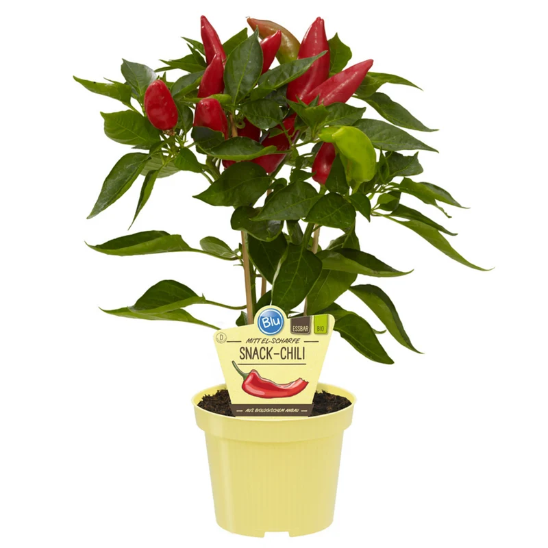 Bio Snack-Chili