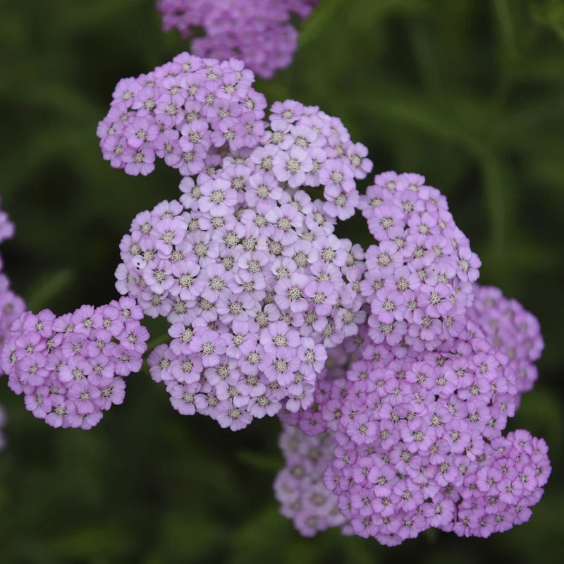 Schafgarbe Apfelblüte