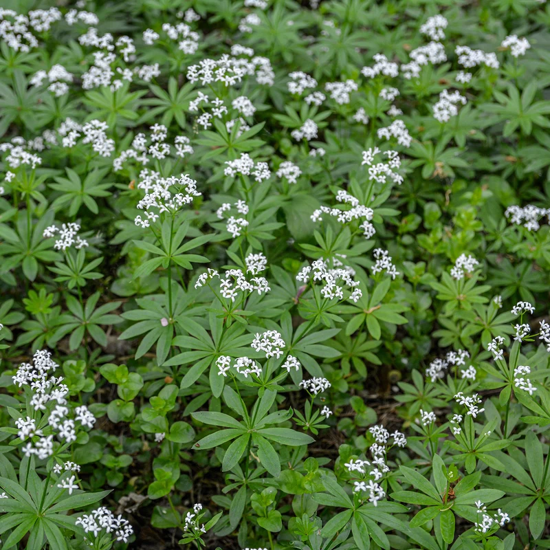 Waldmeister