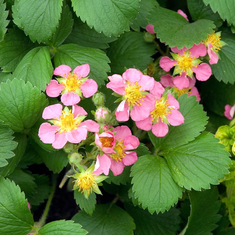 Zier-Erdbeere 'Pink Panda'