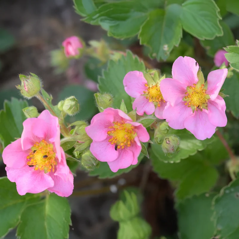 Zier-Erdbeere 'Pink Panda'