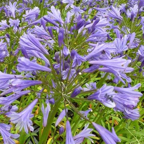 Agapanthus Tornado