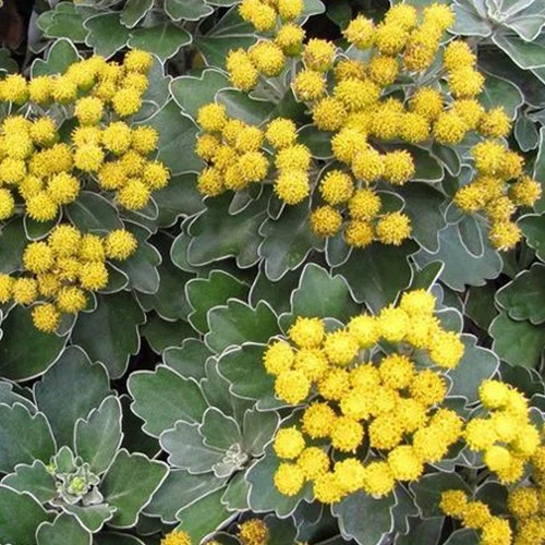 Pazifische Chrysantheme Bengo Gold