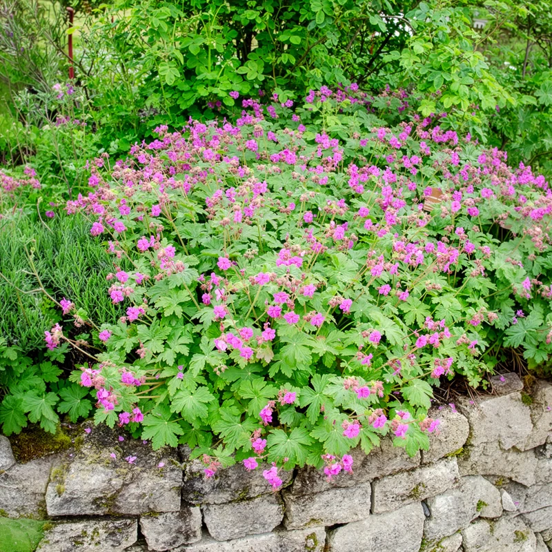 Balkan-Storchschnabel
