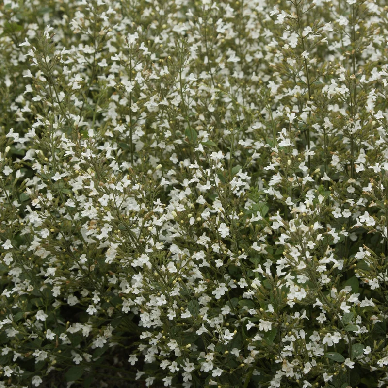 Kleiner Bergminze ‘White Cloud’