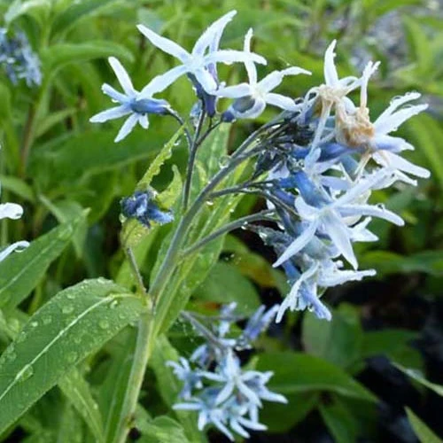 Blauer Stern