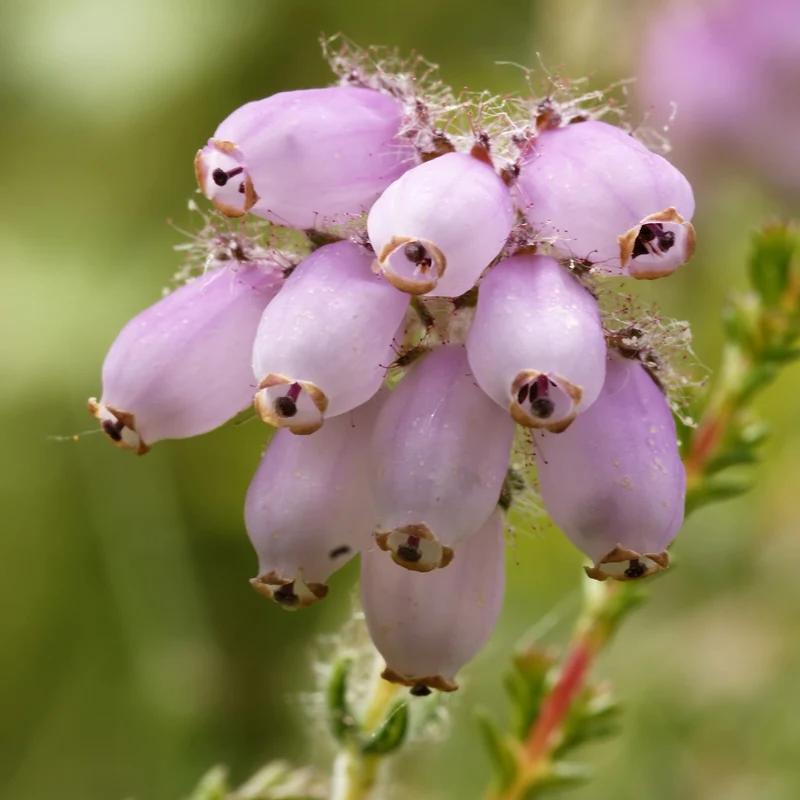 Rosa Glockenheide