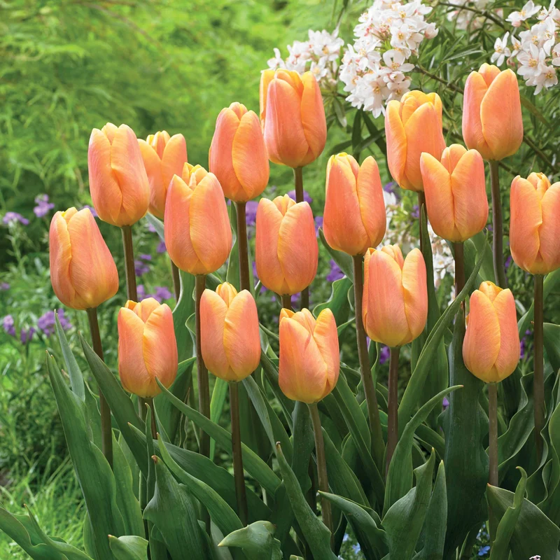 Triumph-Tulpen ‘Belleville’ (x10)