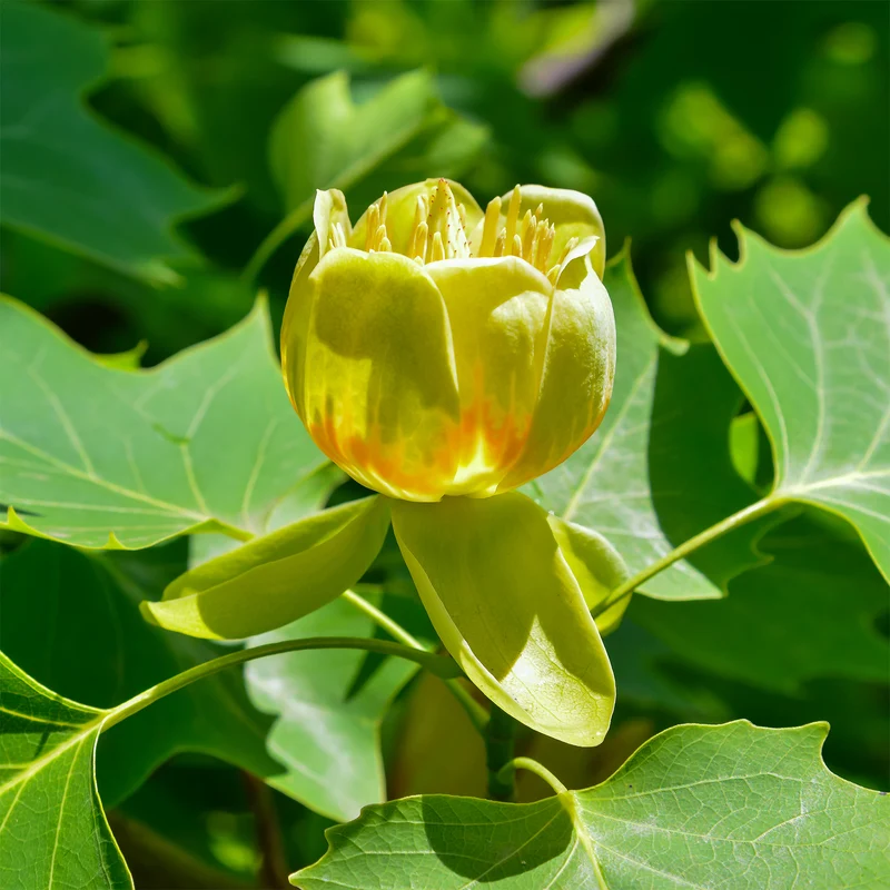 Tulpenbaum