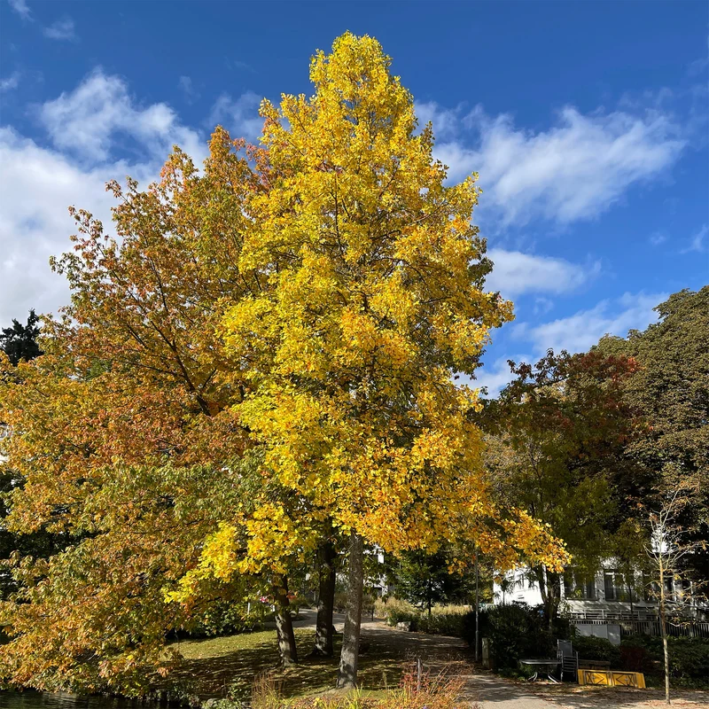 Tulpenbaum