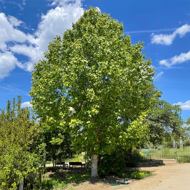 Tulpenbaum