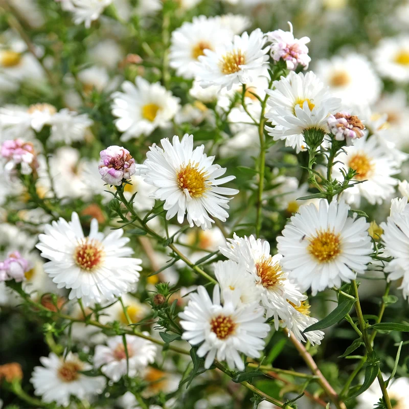 Herbst-Aster ‘White Lady’