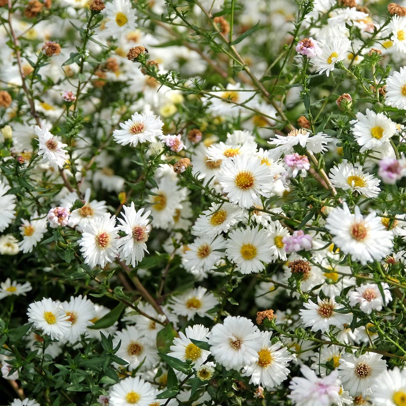 Herbst-Aster ‘White Lady’