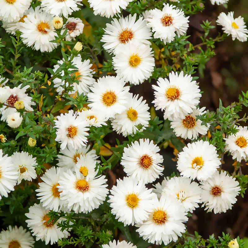 Herbst-Aster ‘White Lady’