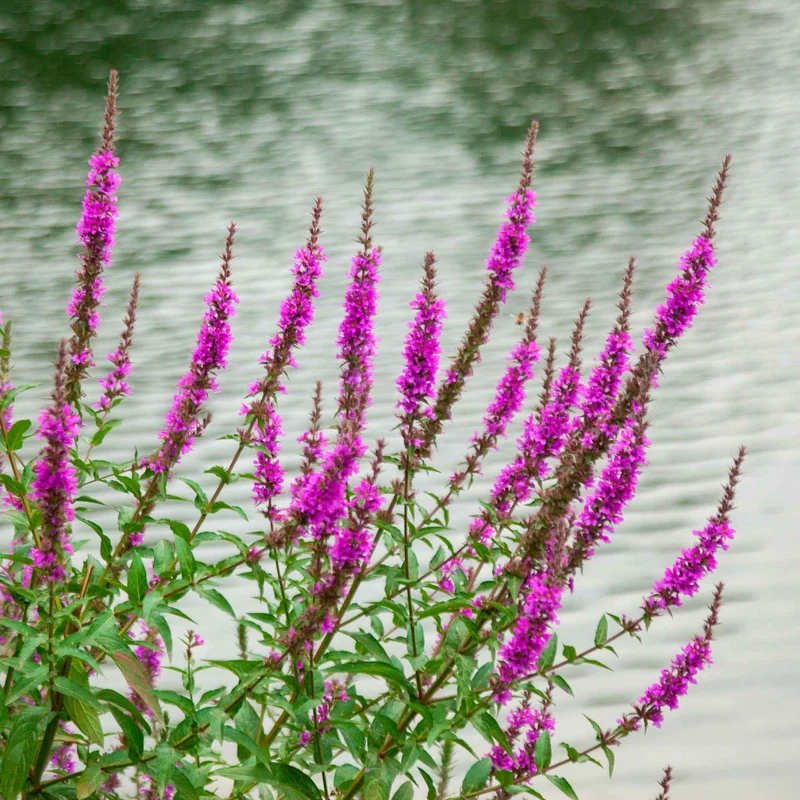 Blutweiderich ‘Robert’