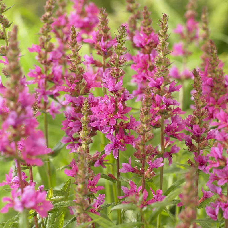 Blutweiderich ‘Robert’