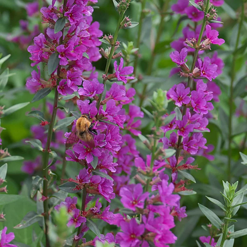 Blutweiderich ‘Robert’