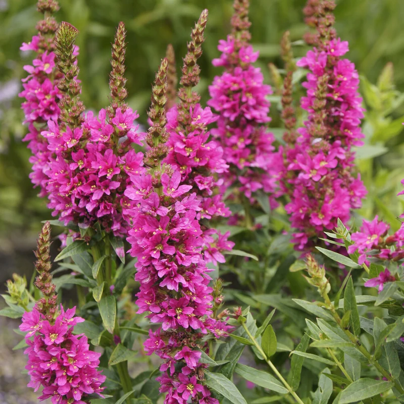 Blutweiderich ‘Robert’
