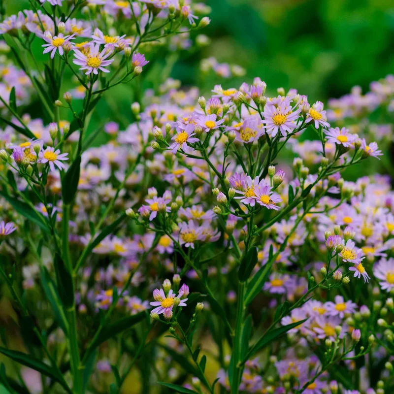 Zwergaster 'Stardust'