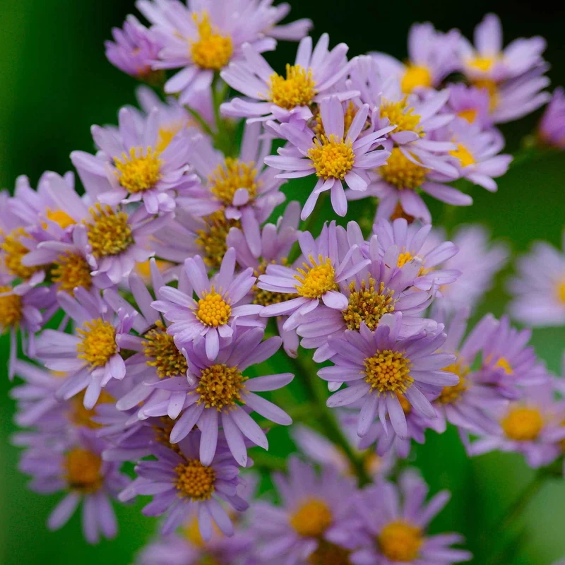 Zwergaster 'Stardust'