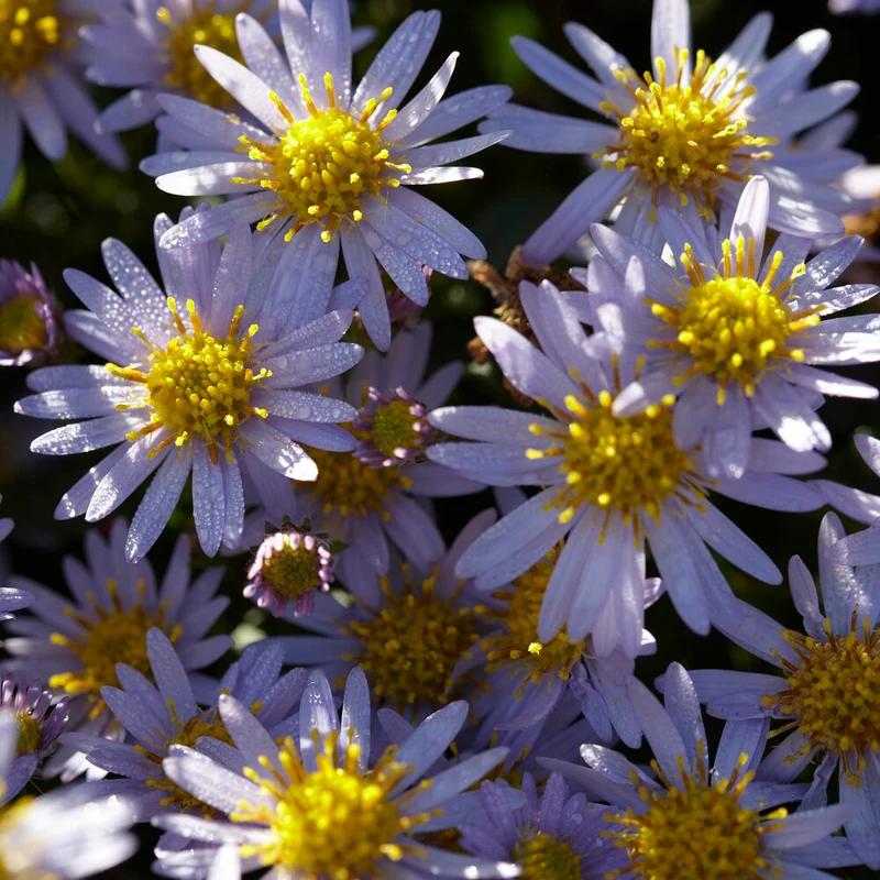 Zwergaster 'Stardust'