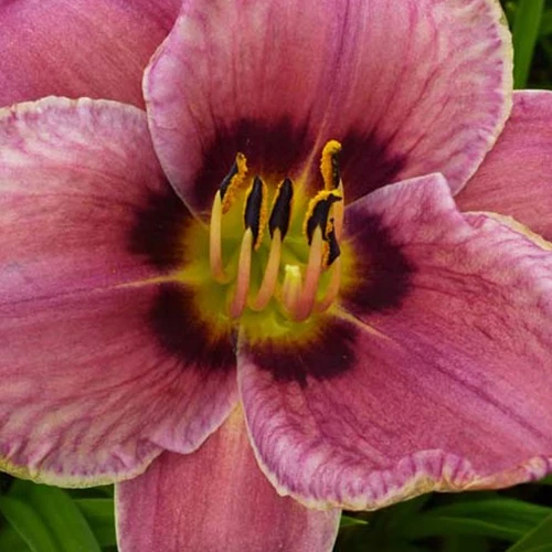 Hemerocallis Always Afternoon Lilie für einen Tag