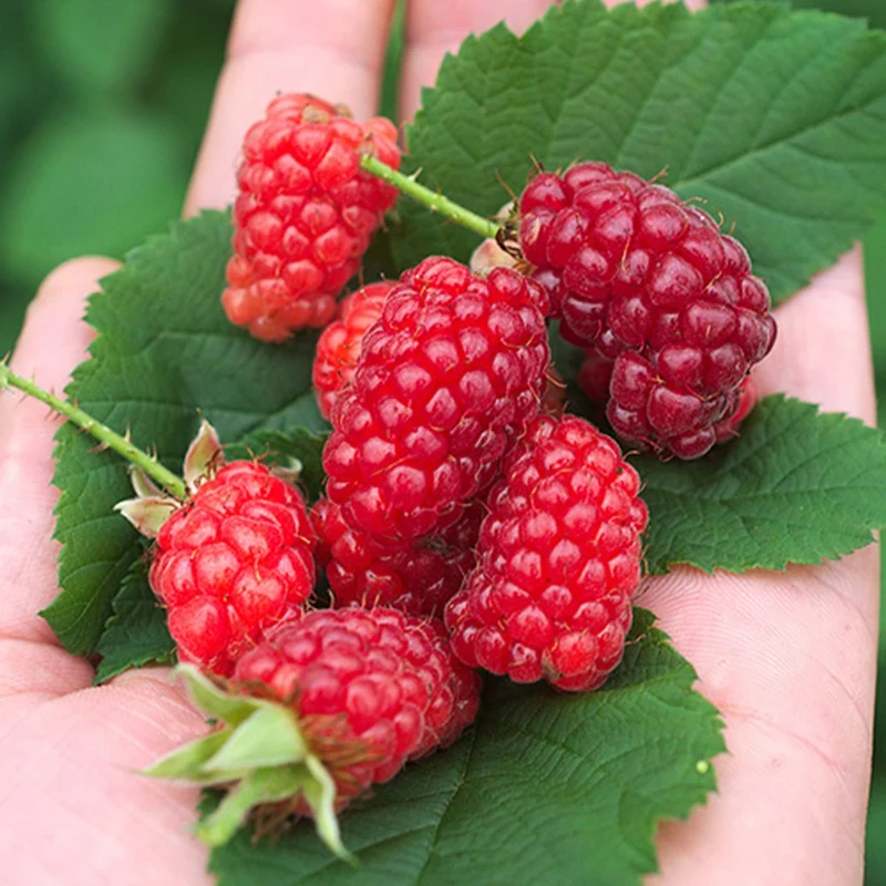 Taybeere ‘Bounty Berry’