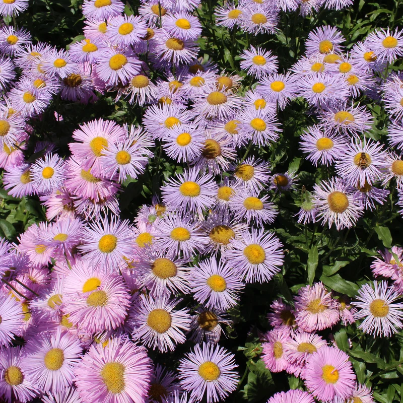 Spanisches Gänseblümchen ‘Rosa Jewel’