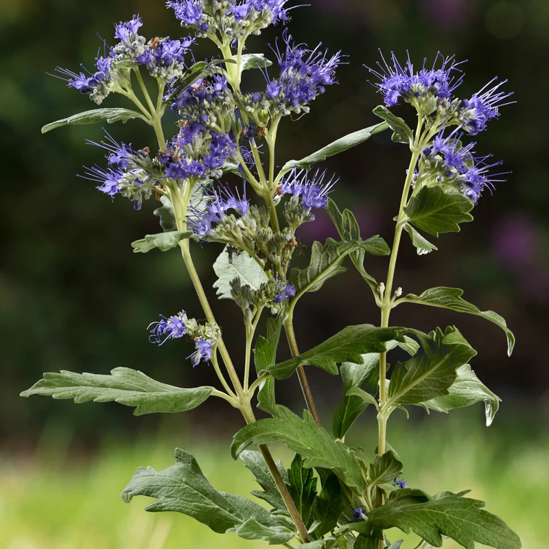 Bartblume ‘Good as Gold’