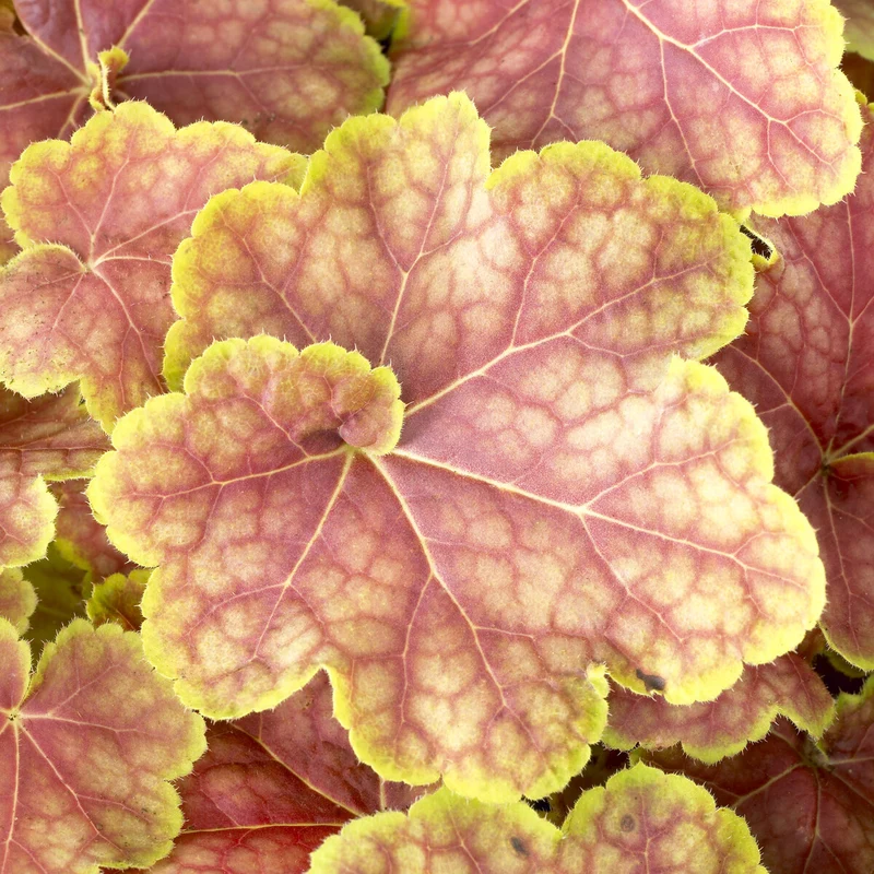 Heuchera Tiramisu