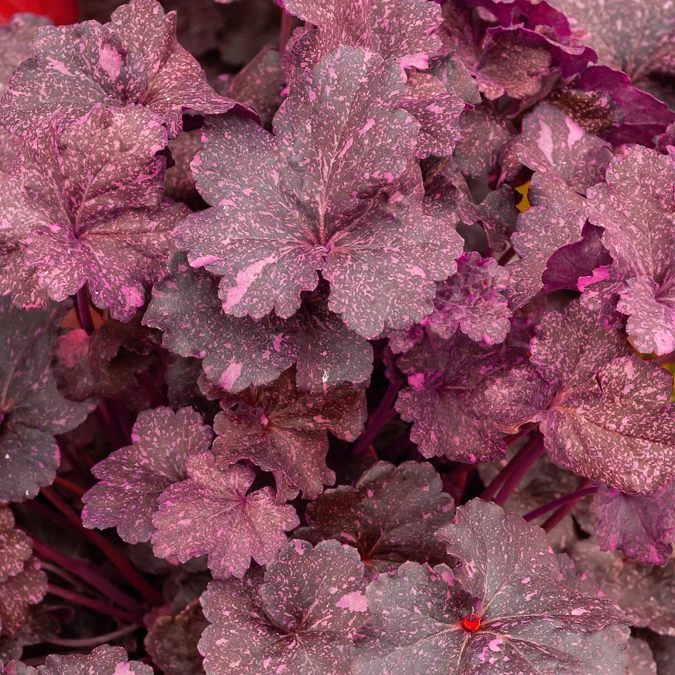 Purpurglöckchen ‘Midnight Rose’