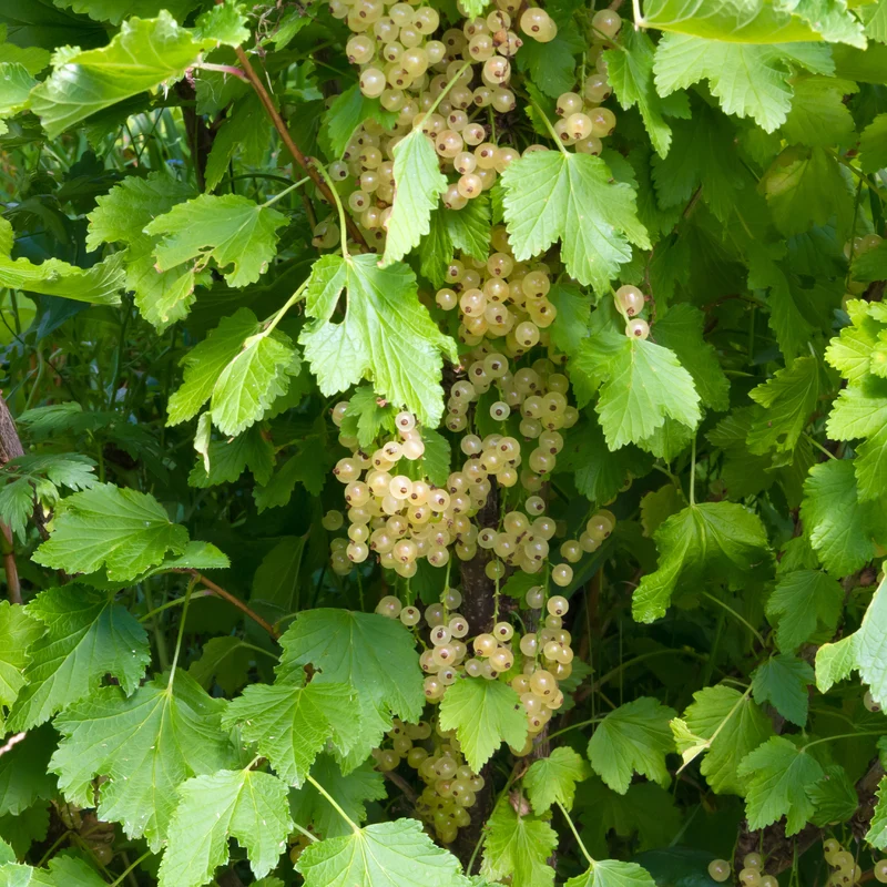 Weiße Johannisbeere White Pearl