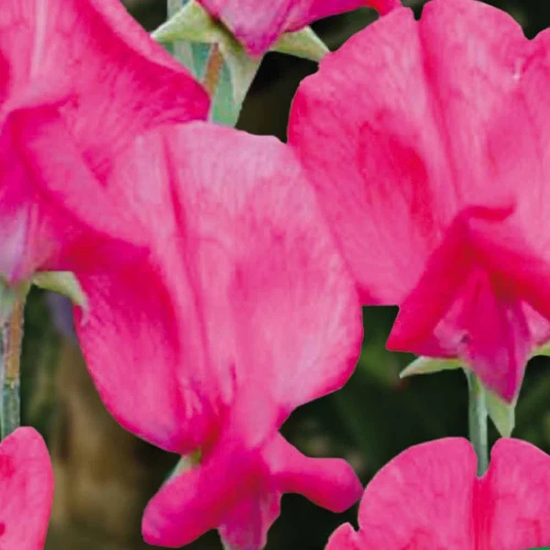 Duftwicke ‘King Edward VII’