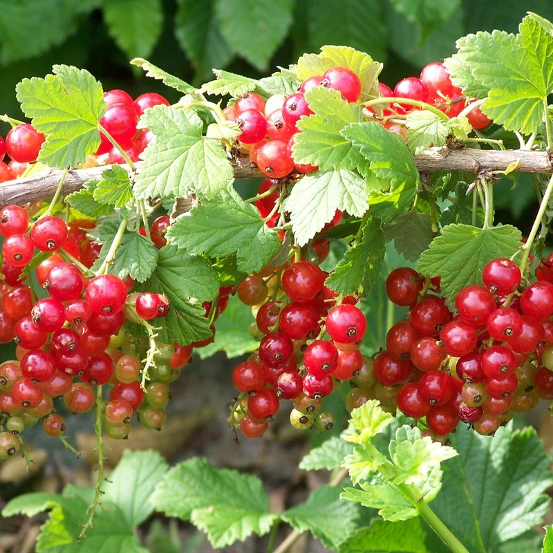 Rote Johannisbeere ‘Jonkheer van Tets’