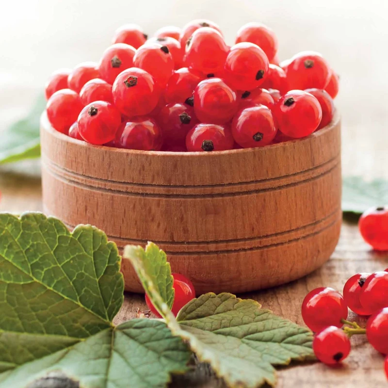 Rote Johannisbeere ‘Jonkheer van Tets’
