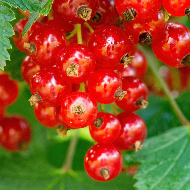 Rote Johannisbeere ‘Jonkheer van Tets’