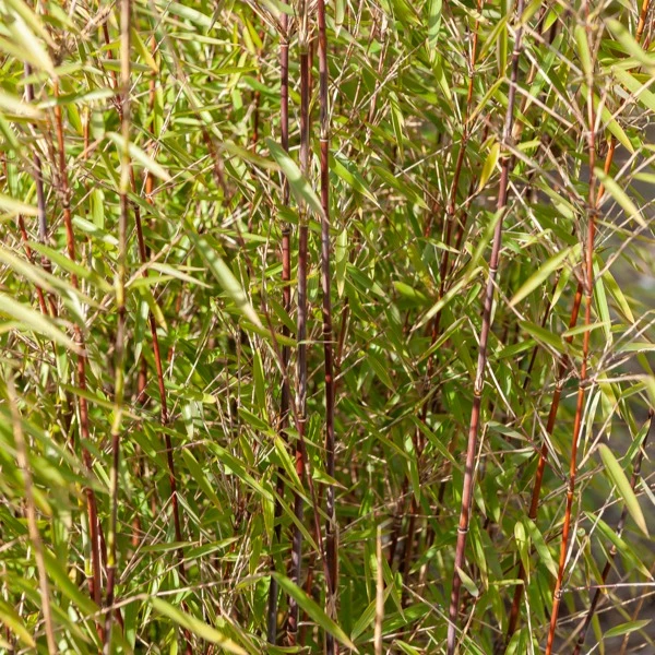 Gartenbambus, Pagoden-Hartriegel, Fächerahorn (x3)